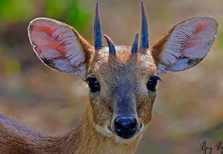 4-horned antelope