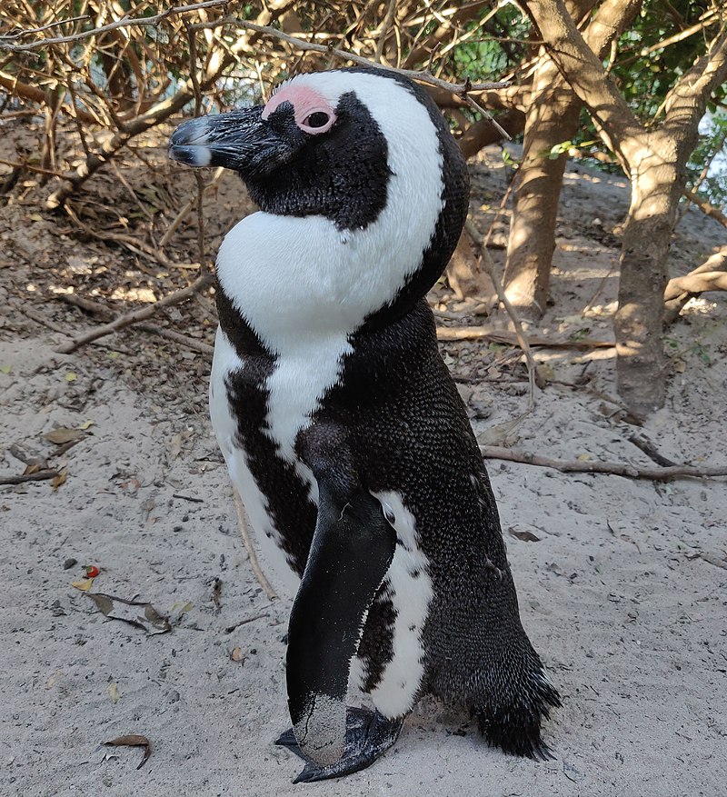 African Penguin