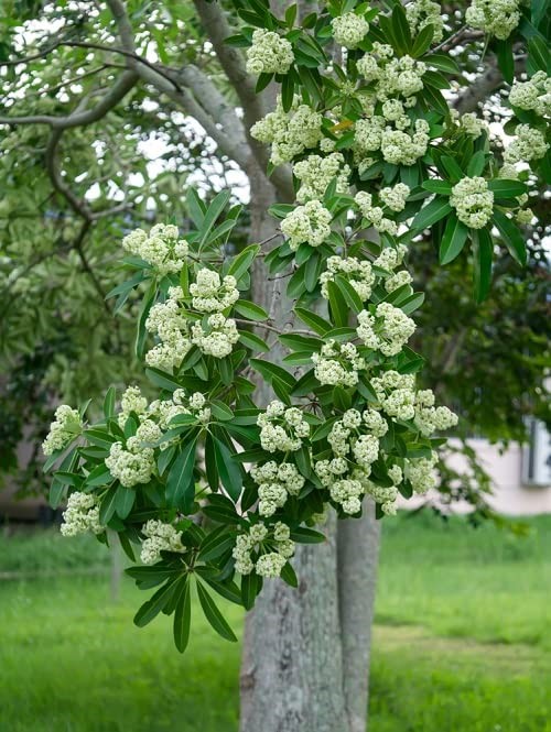 Alstonia Scholaris