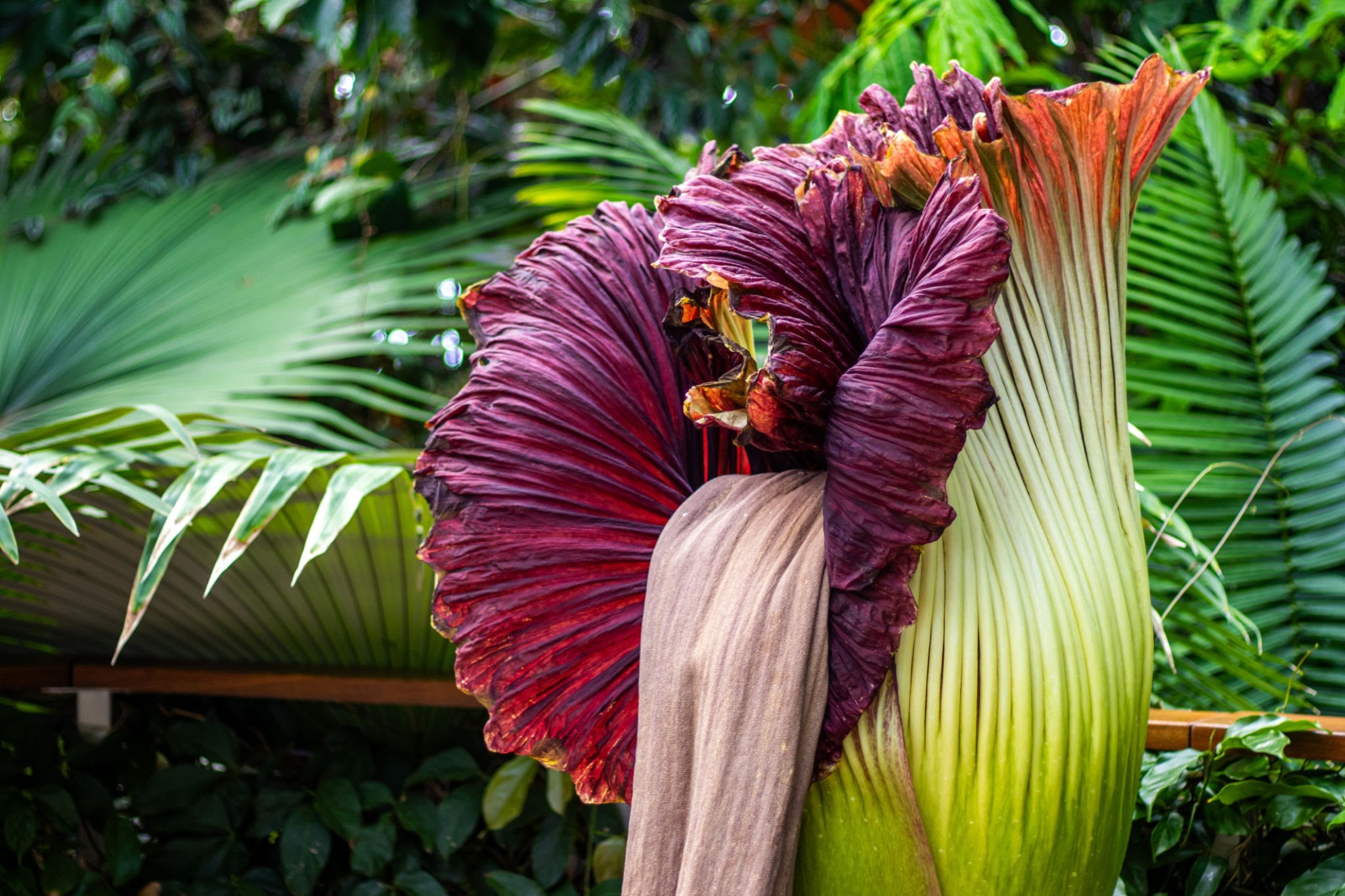 Amorphophallus Titanum