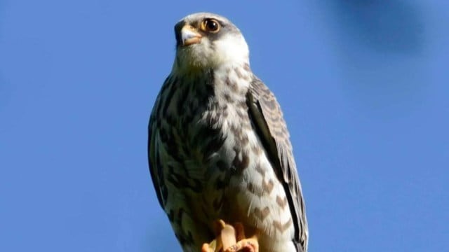 Amur Falcons