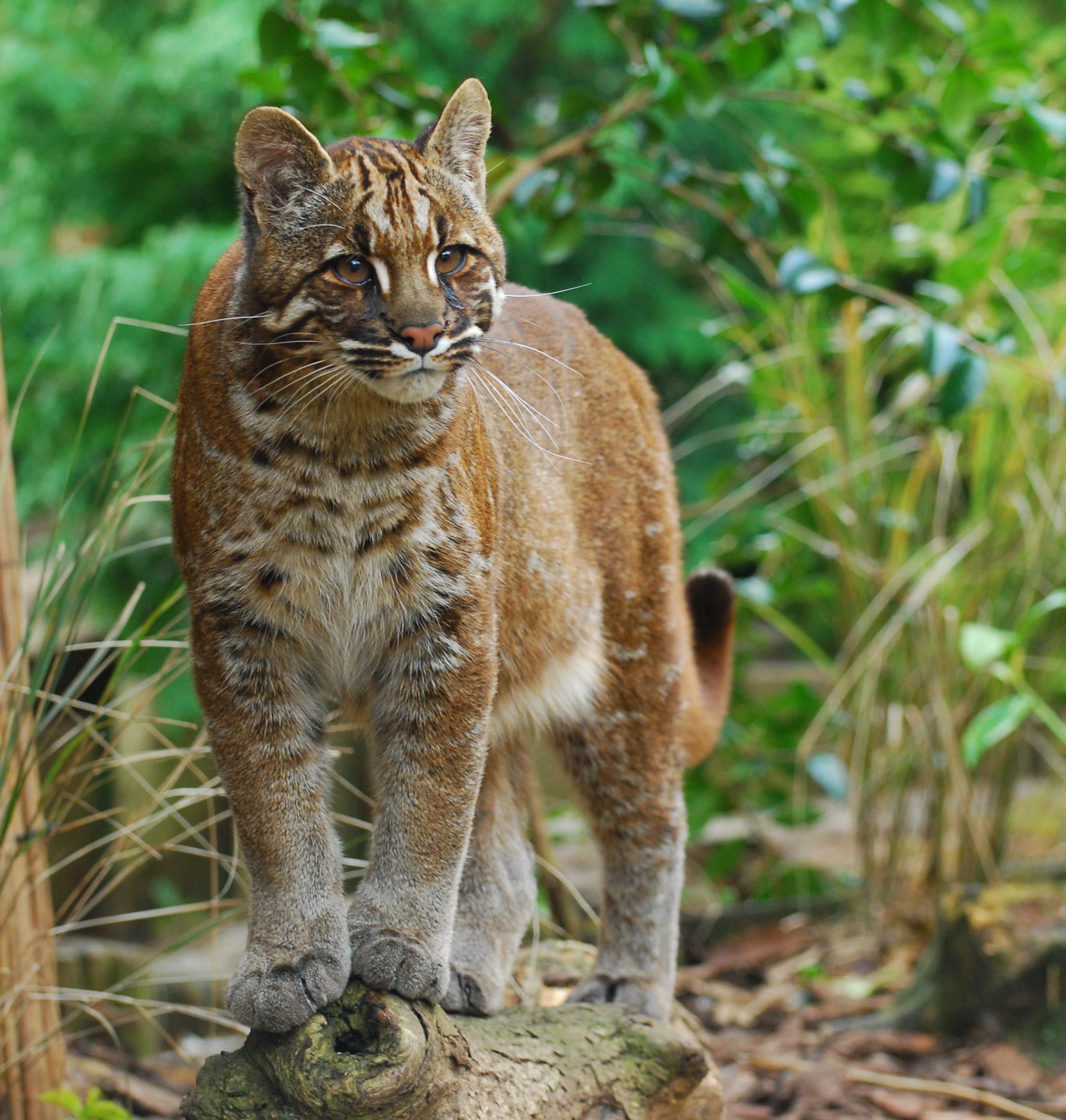 Asiatic Golden Cat