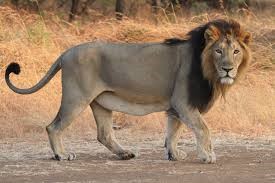 Asiatic lion 