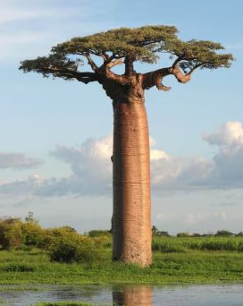 Baobab