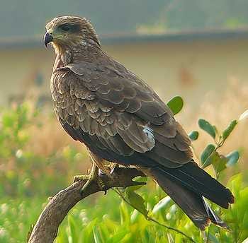 Black Kite