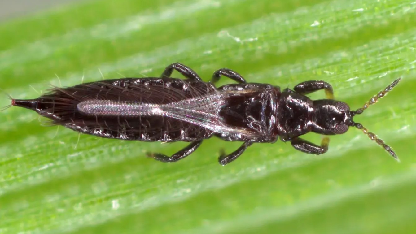 Black Thrips