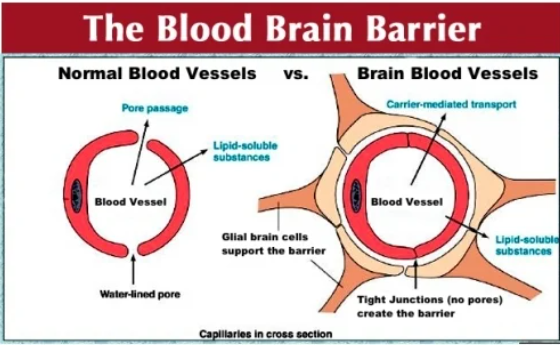 Blood Brain Barrier