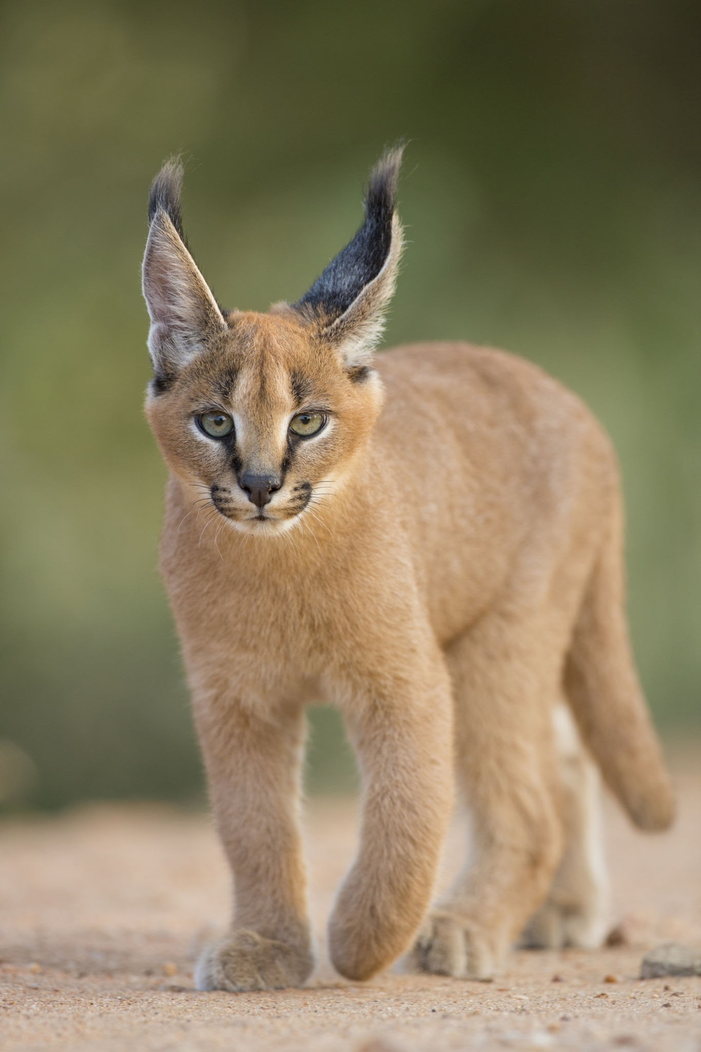 Caracal