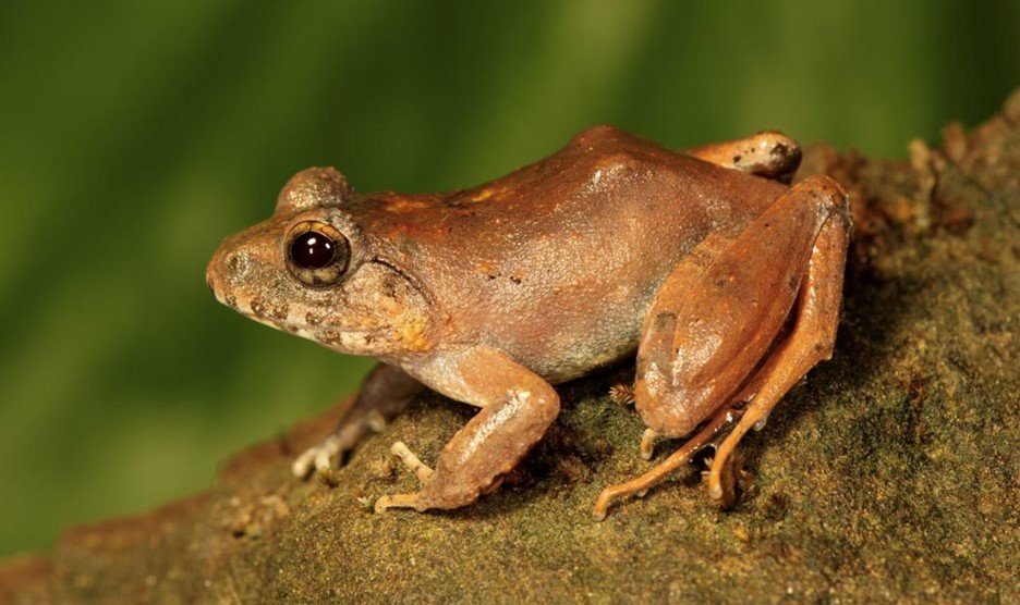  Charles Darwin's Frog