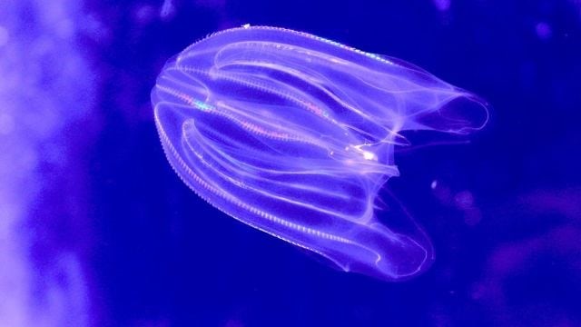 Comb Jellies