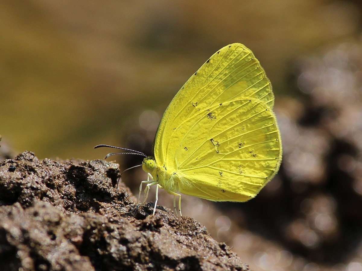 Common Grass Yellow Butterfly