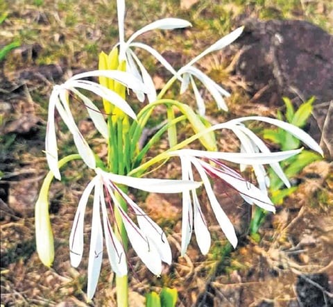 Crinum Andhricum