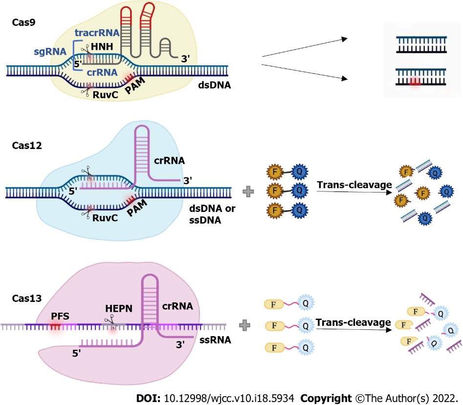 Crispr Cas 9 