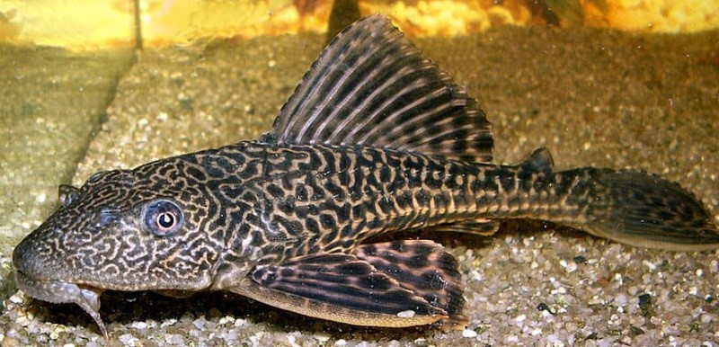 Crocodile Catfish