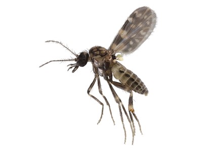 Culicoides