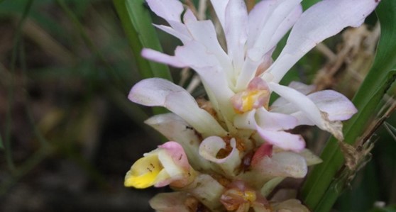 Curcuma Ungmensis