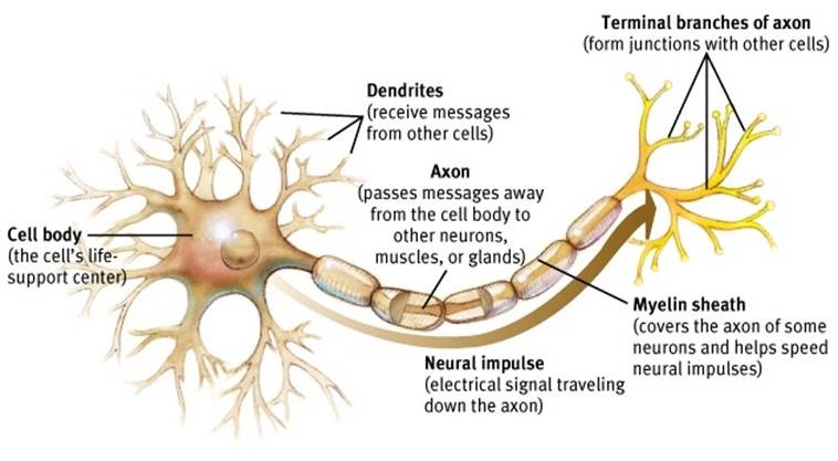 Dendrites