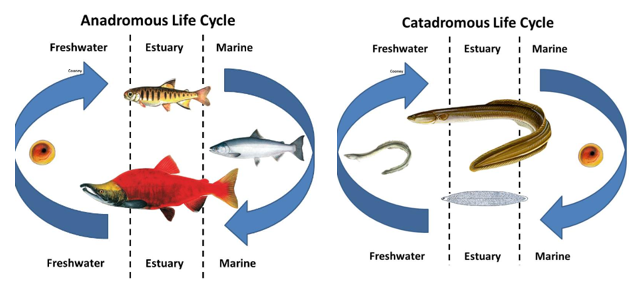 DiadromousFish