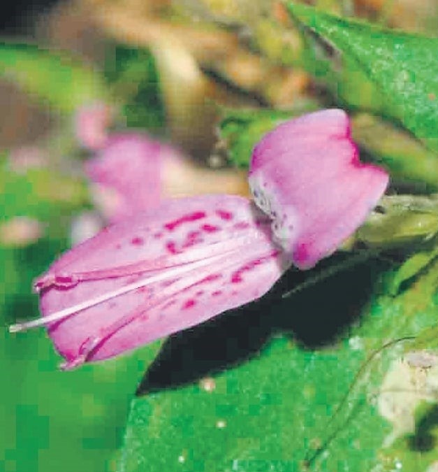 dicliptera-srisailamica