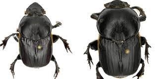 Dung beetle