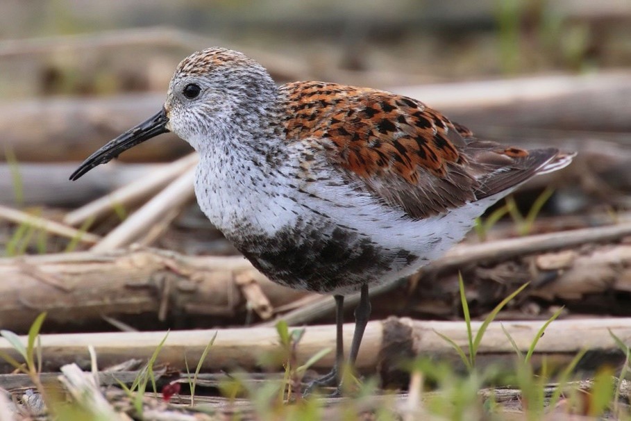 Dunlin