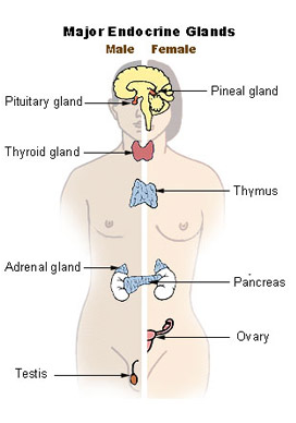 EndocrineGlands