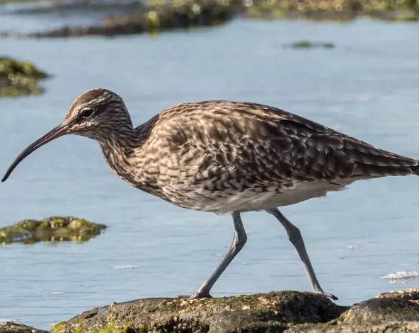 Eurasian Whimbrel