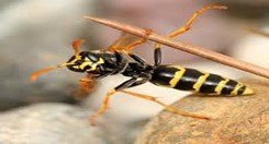 European paper Wasp