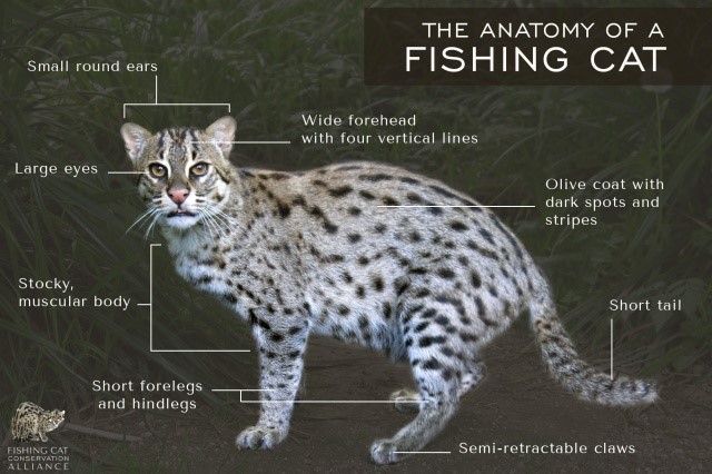 FishingCat