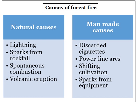 Forest fire 