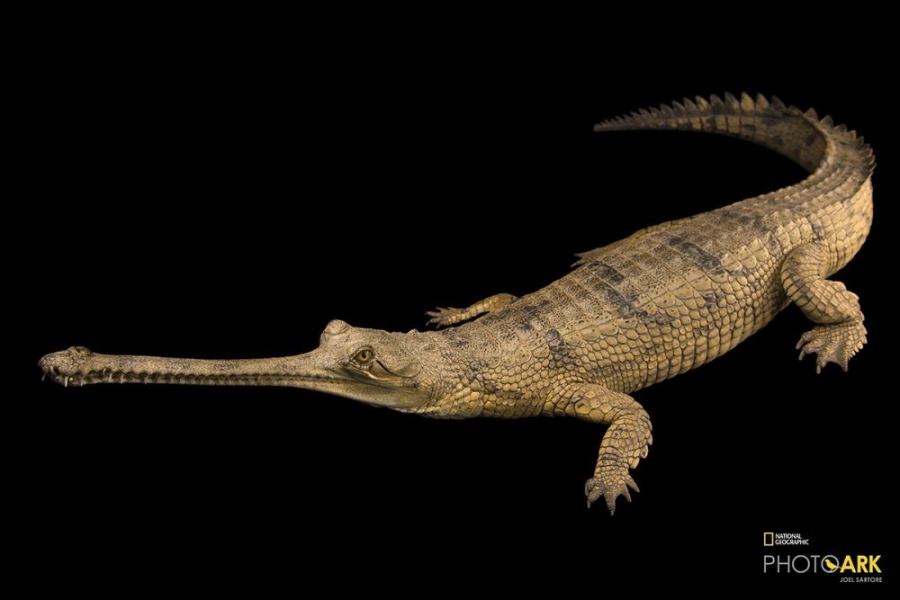 Gharial Crocodiles