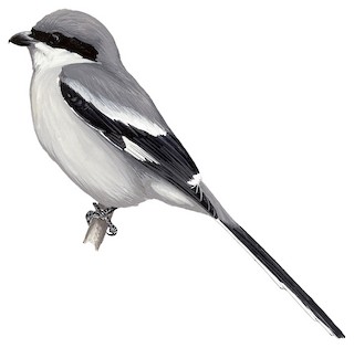 GianShrike