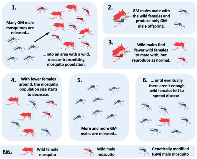 GMMosquitoes