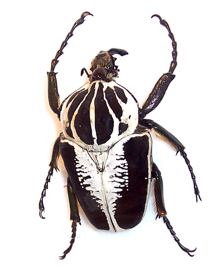 Goliath Beetles