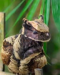 Great Eared NightJar