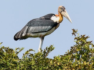 Greater Adjutant Stork