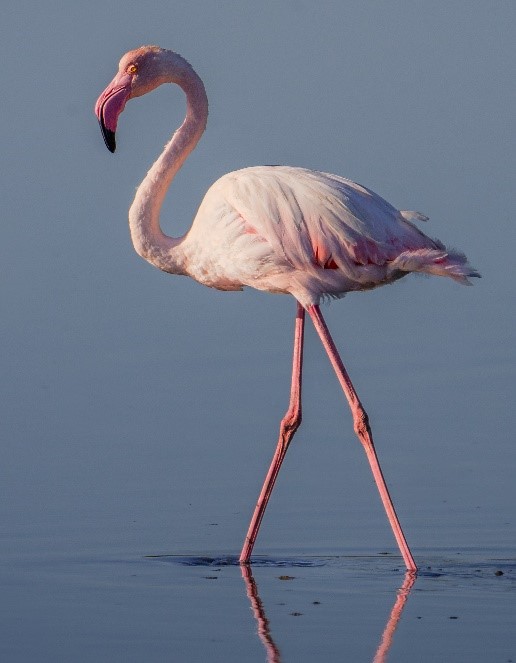 Greater Flamingo