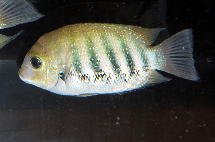 Green chromide fish