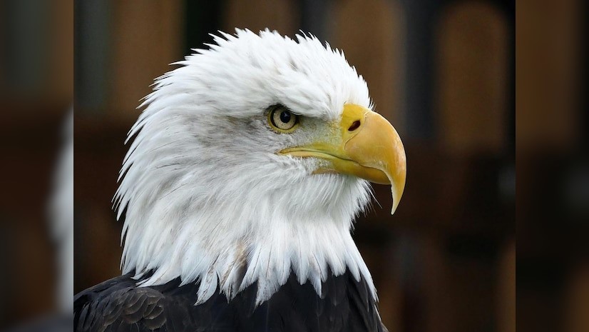 Haast's eagle