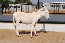 Halari Donkey