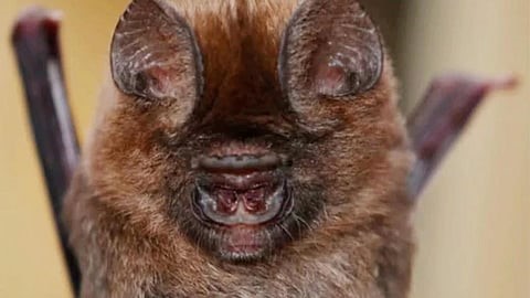 Hipposideros Srilankaensis 