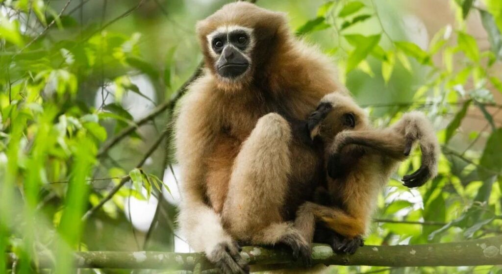 Hoolock Gibbon