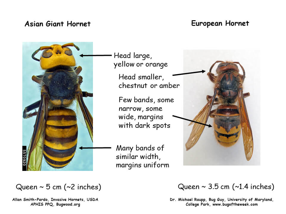 Murderhornet