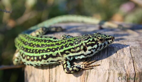 Ibiza Wall Lizard