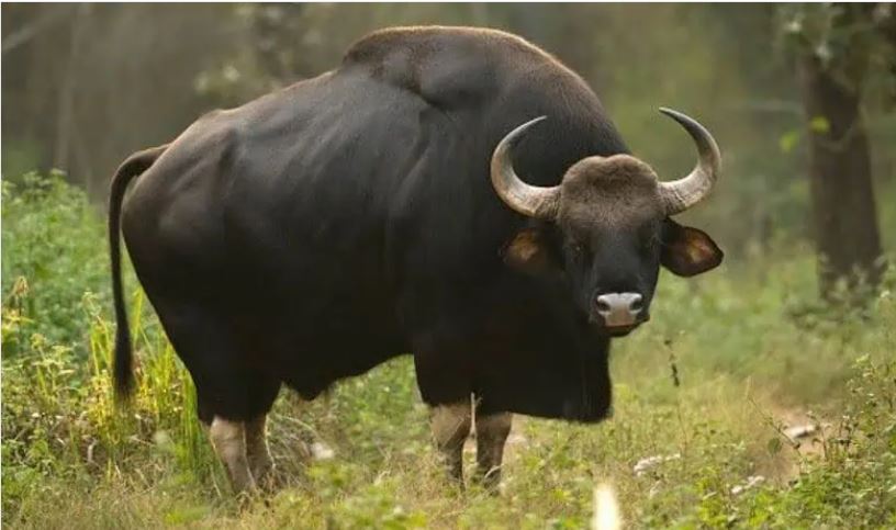 Indian Gaur