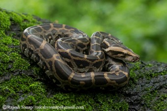 Indian Rock Python