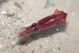 Indian Squid