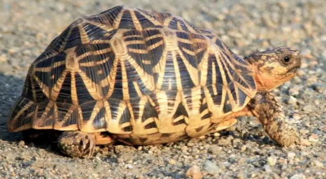 Indian Star Tortoise