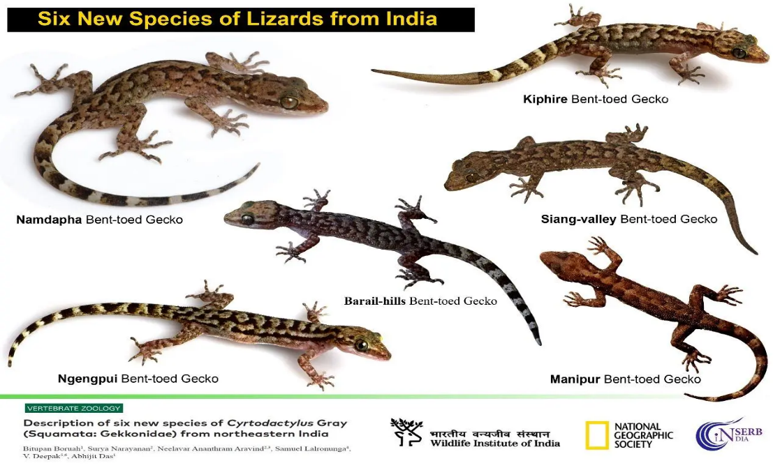 LizardsinIndia