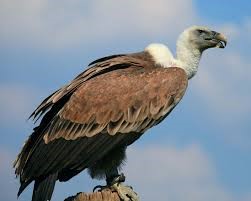 Long-billed Vulture